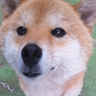 純血柴犬３才の美男子！