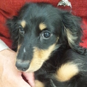 生後5か月くらいの子犬