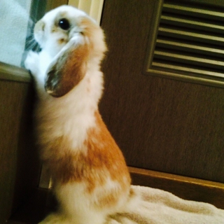 無事に里親様が決まりました。