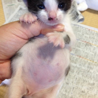 とても性格の良い男の子です