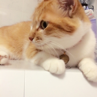 童顔！茶白の甘えんぼちゃん