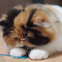 ペルシャ　