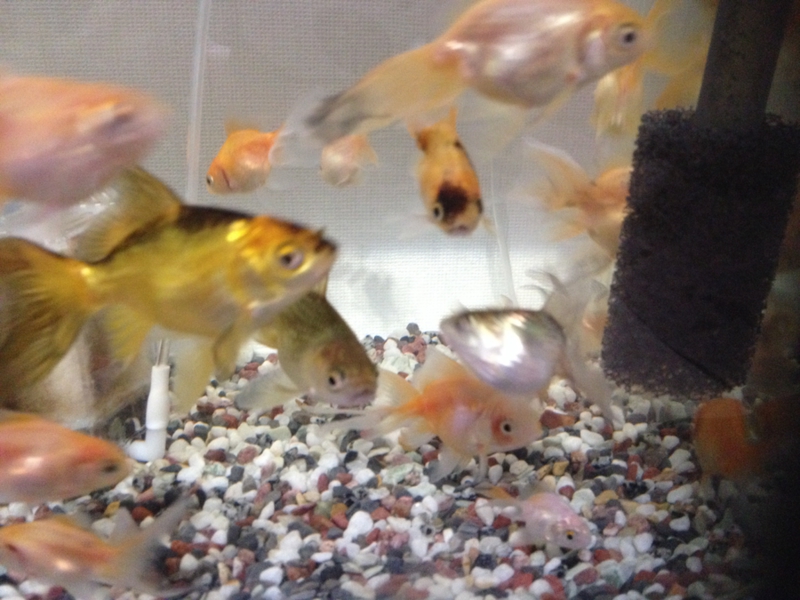 ミックス金魚の里親募集です 埼玉県 熱帯魚 観賞魚の里親募集 ペットのおうち 月間利用者150万人