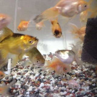 ミックス金魚の里親募集です！