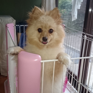 ポメラニアン チェリー 岐阜県 犬の里親募集 ペットのおうち 月間利用者150万人