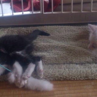 可愛いこねこ