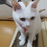 可愛いメス猫ちゃんの里親募集中 サムネイル2