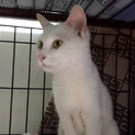 可愛いメス猫ちゃんの里親募集中