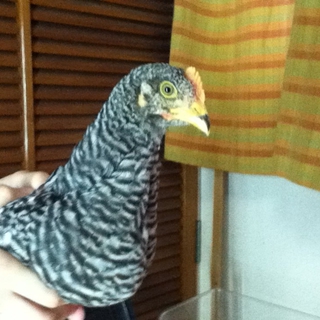 里親様決定しました！ご応募ありがとうございました
