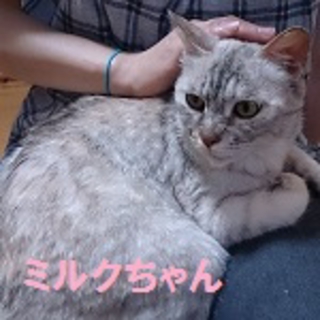 チキン系のフードしか食べれない可愛いボブテイル！！