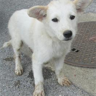 決定。ホワイト子犬のビビリくん兄弟2