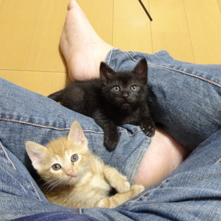 仔猫の兄弟2匹の里親さんを探しています！