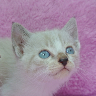 ちょっとシャイなシャム猫ミックスの女の子♪