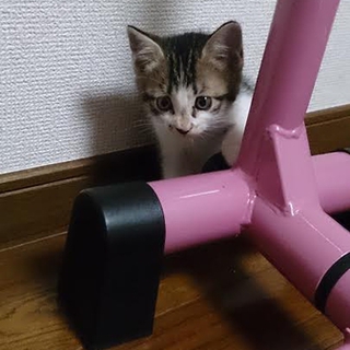 元気なキジトラ♂（２か月）
