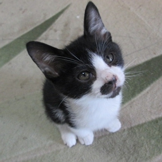 お腹を見せながら寝る姿がとっても愛らしいです。