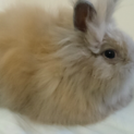 長毛うさぎの赤ちゃんです。