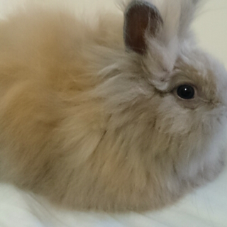 長毛うさぎの赤ちゃんです。