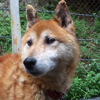 トライアル決定！有難うございます！柴犬風・推定5歳