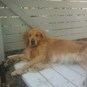 人が大好きなゴールデンレトリバー