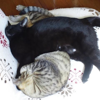 完全室内猫の黒&キジトラの仲良し姉妹