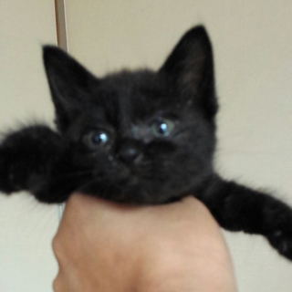 黒猫の仔猫♪
