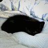 黒猫の仔猫♪ サムネイル2