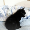 黒猫の仔猫♪ サムネイル3