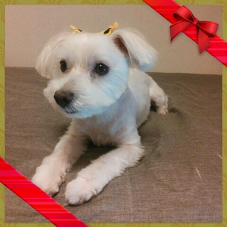 可愛がってください！