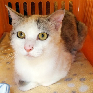 パステルカラーの三毛猫。まくわちゃん