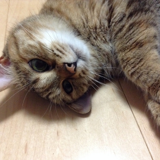 はるちゃん宜しくお願いします（完全室内）