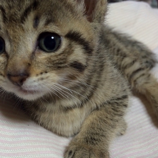 じょーじちゃんです。