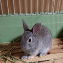 生後30日ネザーランドハーフうさぎ里親募集