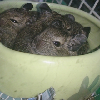 デグー里親募集※ありがとうございました。