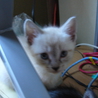 しろねこちゃん サムネイル2