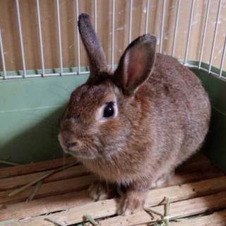 うさぎ里親募集