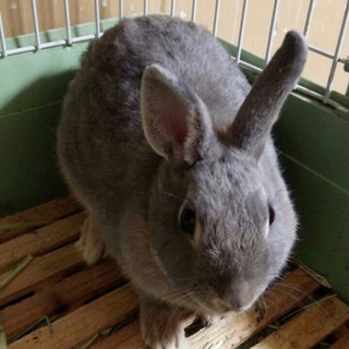 うさぎ里親募集