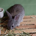 ネザーランドハーフうさぎ里親募集