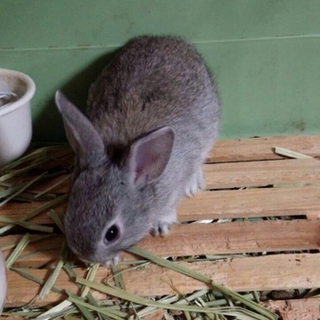 ネザーランドハーフうさぎ里親募集
