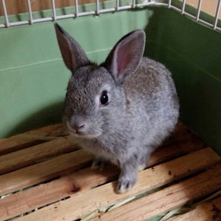 ネザーランドハーフうさぎ里親募集