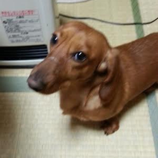 ミニチュアダックス♂　生後１年１０ヶ月