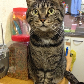 キジトラ成猫（甘えん坊女の子）の里親募集中