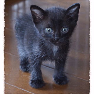 可愛い仔猫の「ぼたん」飼い主さん募集中