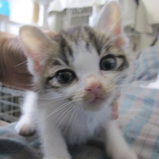洋猫ミックス　人なつこいきじ白つばめくん　離乳中
