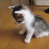 洋猫ミックス　人なつこいきじ白つばめくん　離乳中 サムネイル6