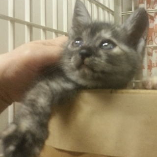 シオンちゃん。グレー系サビの女の子。一か月半。