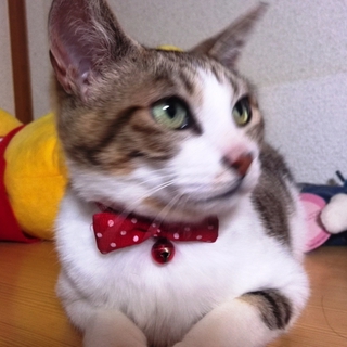人懐っこい猫です(不妊・ワクチン接種・血液検査済)