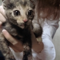 かわいい 子ネコ