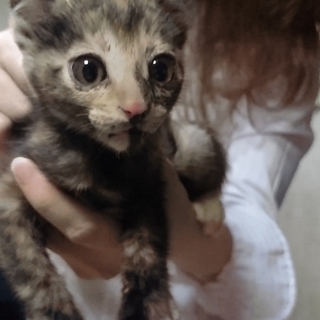 かわいい 子ネコ