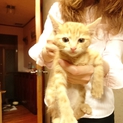 かわいい 子ネコ