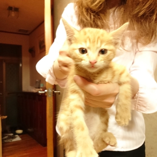 かわいい 子ネコ
